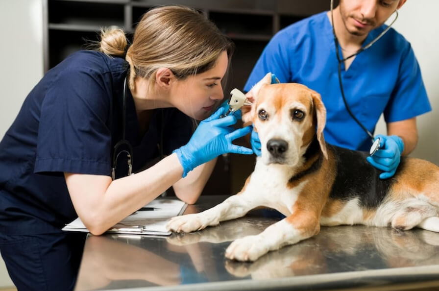 Female vet using an otoscope to examine the ear of a beautiful beagle dog