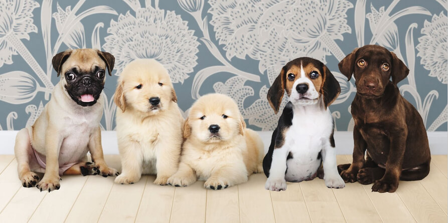 five cute puppies