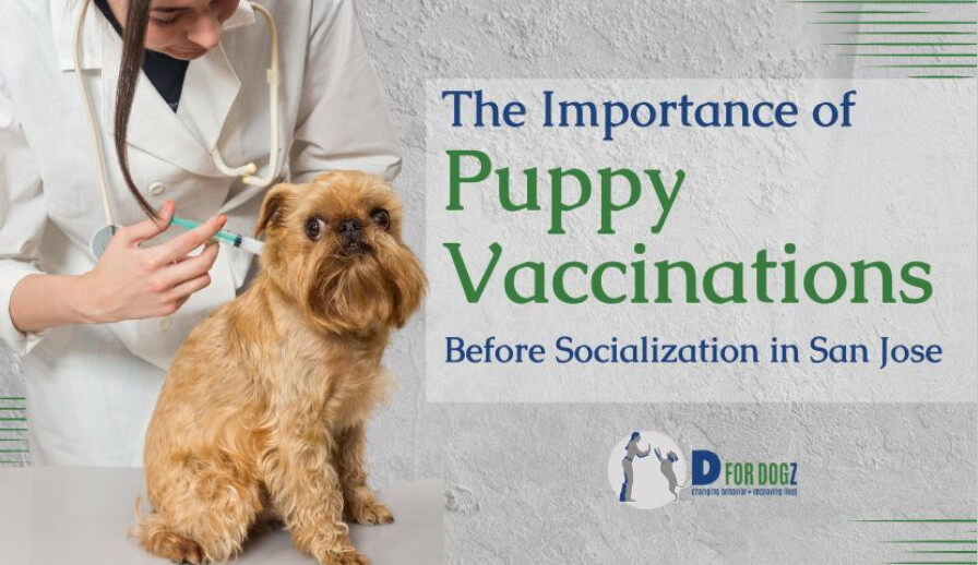 The importance of puppy vaccinations