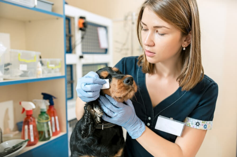 A veterinarian taking care of a dog