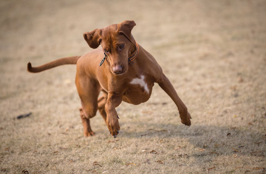 Dog running off leash training