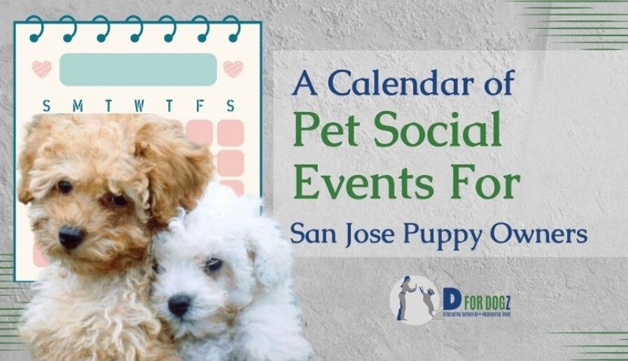 San Jose Pet Events