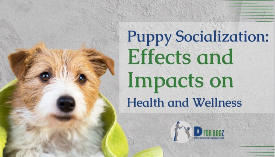 puppy socialization effects and impact
