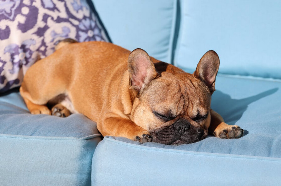 Small Dog Sleeping on a Blue Sofa