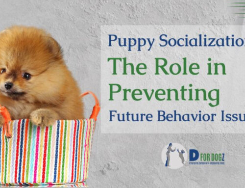 The Role of Puppy Socialization in Preventing Future Behavior Issues