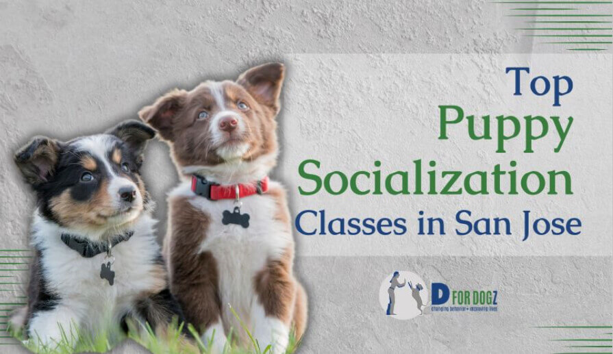 Top San Jose Classes for Your Puppy's Social Skills