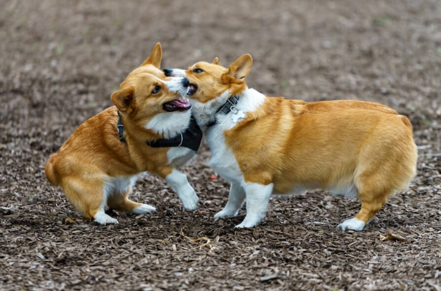 Two Welsh Corgis playing with each other