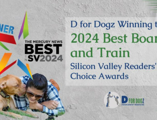 2024 Best Dog Trainer & Boarding in Silicon Valley