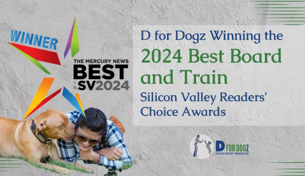 Winning the 2024 Best Board and Train Silicon Valley Readers' Choice Awards